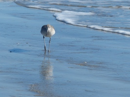 Western Willet